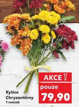 Kaufland Kytice Chryzantémy nabídka