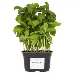 Lidl Bazalka XL 1 ks nabídka