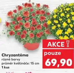 Kaufland Chryzantéma nabídka