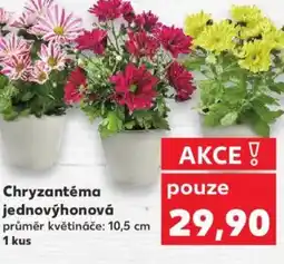 Kaufland Chryzantéma jednovýhonová nabídka