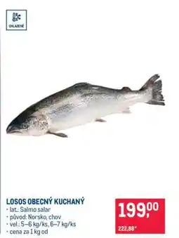 Makro Losos obecný kuchaný nabídka