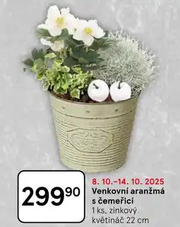 Tesco Venkovní aranžmá s čemeřicí nabídka