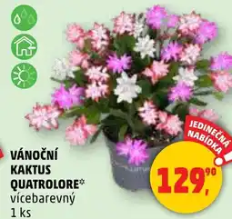 Penny Market Vánoční kaktus quatrolore nabídka