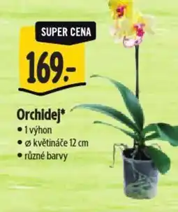 Albert Orchidej nabídka