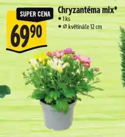 Albert Chryzantéma mix nabídka