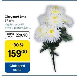 Tesco CHRYZANTÉMA nabídka