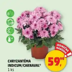 Penny Market CHRYZANTÉMA, 1 ks nabídka