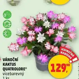 Penny Market VÁNOČNÍ KAKTUS QUATROLORE, 1 ks nabídka