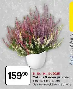Tesco Calluna Garden girls trio, 1 ks. květináč 17 cm, Bez keramického květináče nabídka
