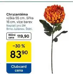Tesco Chryzantéma, výška 55 cm, šířka 16 cm, více barev nabídka