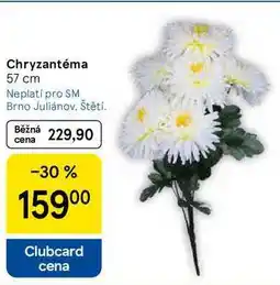 Tesco Chryzantéma, 57 cm nabídka