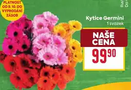 Billa Kytice Germini nabídka
