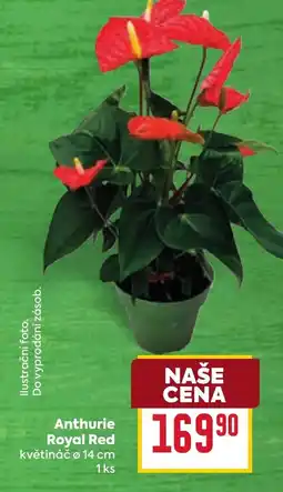 Billa Anthurie Royal Red nabídka