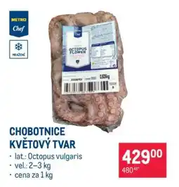 Makro Chobotnice květový tvar nabídka