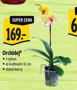 Albert Orchidea nabídka