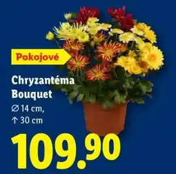 Lidl Chryzantéma Bouquet nabídka