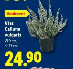 Lidl VŘES CALLUNA VULGARIS nabídka