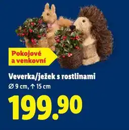 Lidl Ježek s rostlinami nabídka