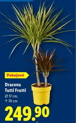 Lidl Dracena Tutti Frutti nabídka