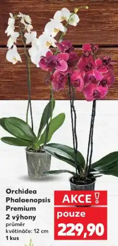 Kaufland Orchidea Phalaenopsis Premium 2 výhony nabídka