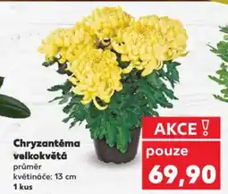Kaufland Chryzantéma velkokvětá nabídka
