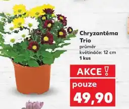 Kaufland Chryzantéma Trio nabídka