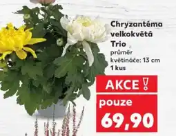 Kaufland Chryzantéma velkokvětá Trio nabídka