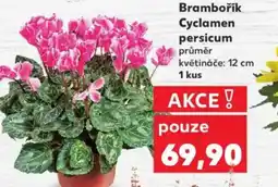 Kaufland Brambořík Cyclamen persicum nabídka