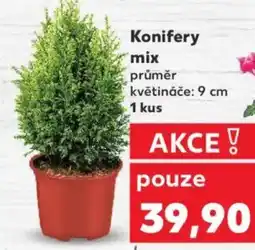 Kaufland Konifery mix nabídka