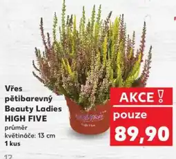 Kaufland Vřes pětibarevný Beauty Ladies High Five nabídka