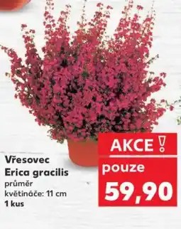 Kaufland Vřesovec Erica gracilis nabídka