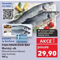 Kaufland Mořský vlk (Dicentrarchus labrax) nabídka