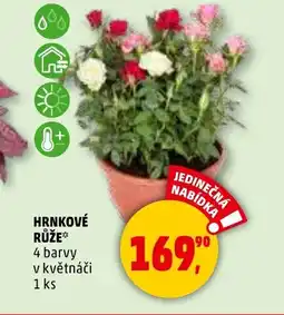 Penny Market Hrnkové růže nabídka