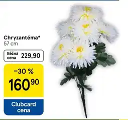 Tesco Chryzantéma nabídka