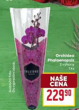 Billa Orchidea Phalaenopsis 2 výhony 1ks nabídka