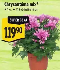 Albert Chrysantéma mix nabídka