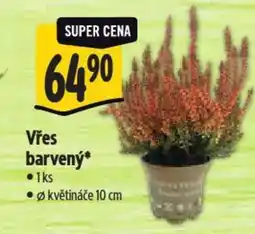 Albert Vřes barvený nabídka