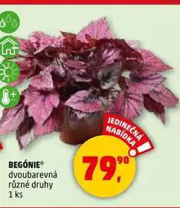Penny Market BEGÓNIE, 1 ks nabídka