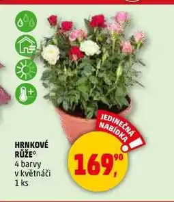 Penny Market HRNKOVÉ RŮŽE, 1 ks nabídka