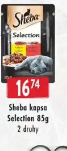 Astur&Qanto Sheba kapsa Selection nabídka