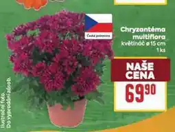 Billa Chryzantéma multifiora nabídka