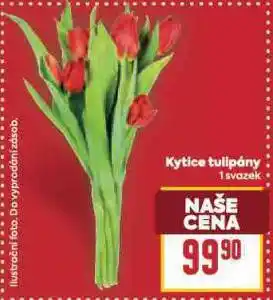 Billa Kytice tulipány nabídka