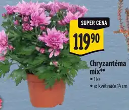 Albert Chryzantéma mix nabídka