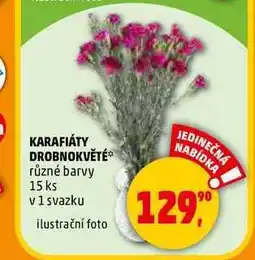 Penny Market KARAFIÁTY DROBNOKVĚTÉ 15 ks, 1 svazku nabídka
