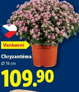 Lidl Chryzantéma nabídka