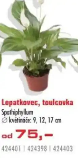 Uni Hobby Lopatkovec, toulcovka Spathiphyllum nabídka
