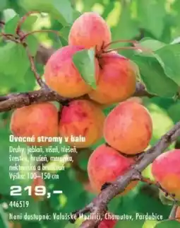 Uni Hobby Ovocné stromy v balu nabídka