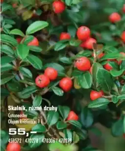Uni Hobby Skalník, různé druhy nabídka