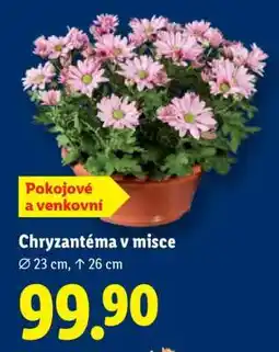 Lidl Chryzantéma v misce nabídka