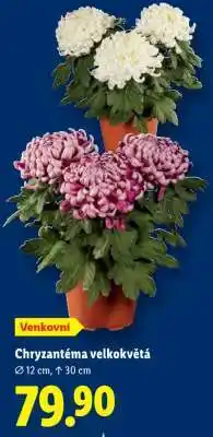 Lidl Chryzantéma velkokvětá nabídka